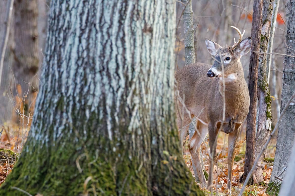 A whitetail deer standing in an autumn forest