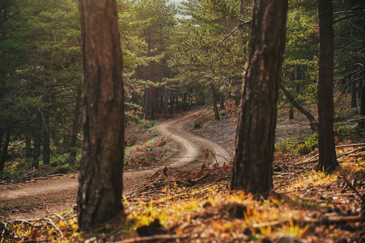 A dirt path winding through a sunlit forest