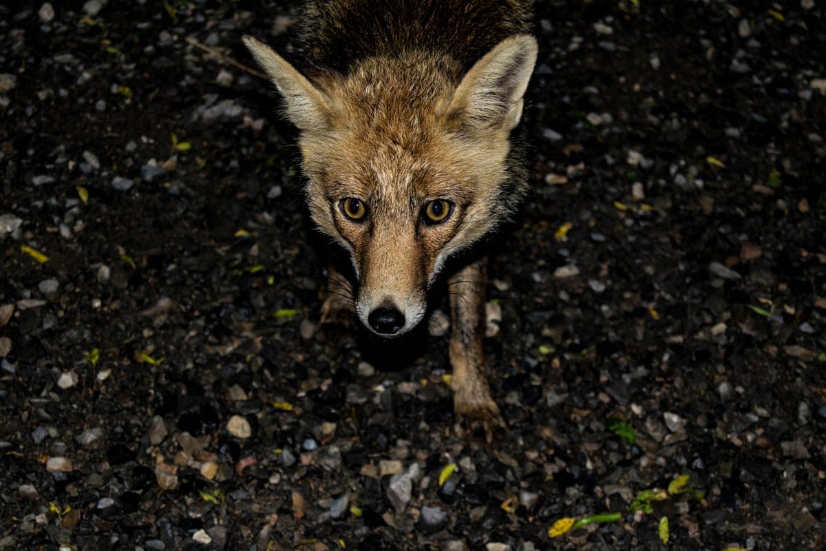 A wild fox on gravel at night, eyes alert