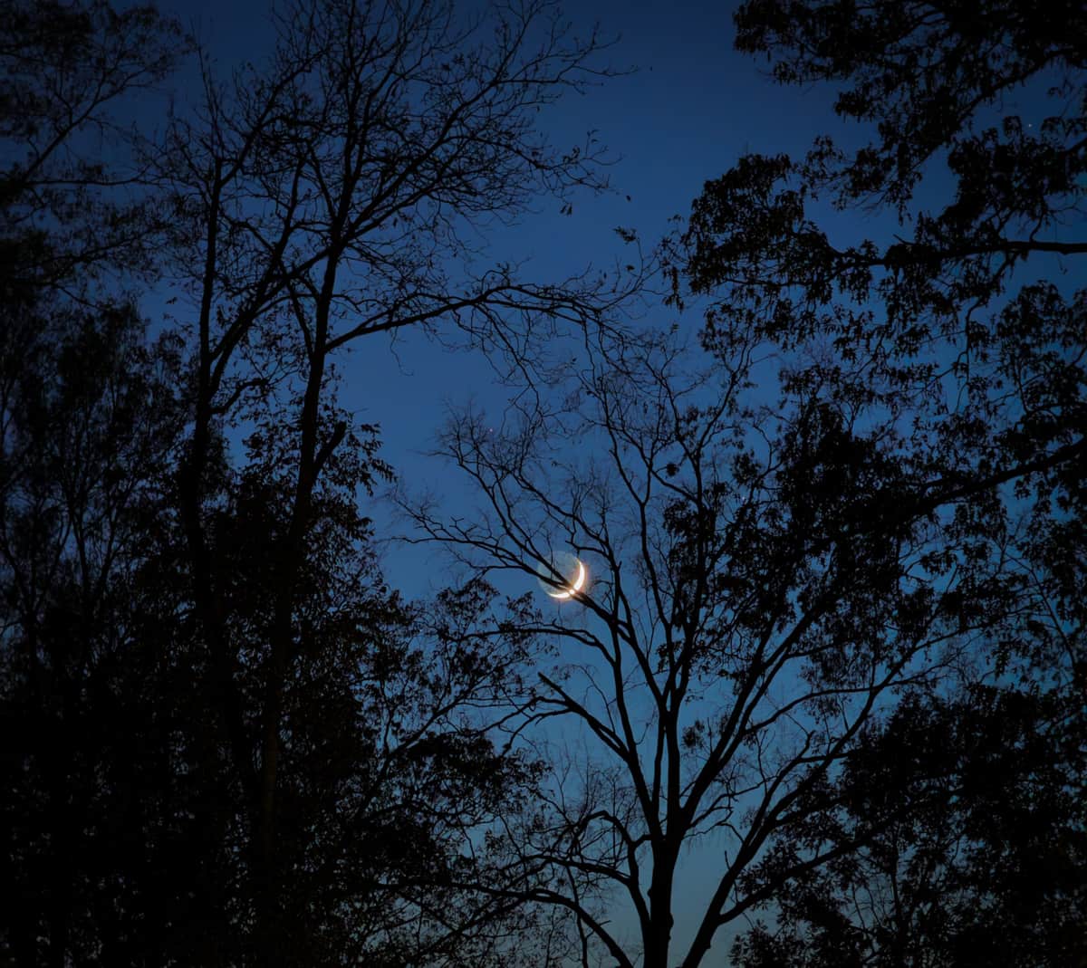 A crescent moon shining through silhouetted trees at night