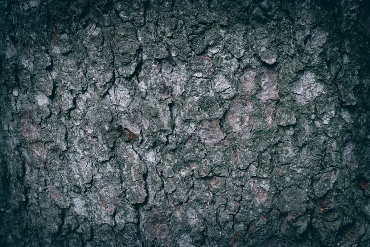 A close-up of rough, textured tree bark