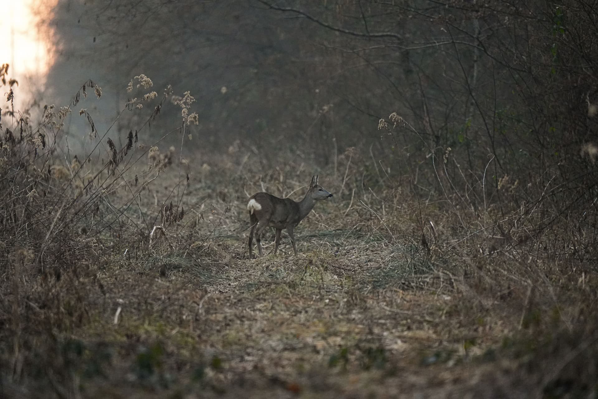 A lone deer standing on a misty forest path in muted autumn light