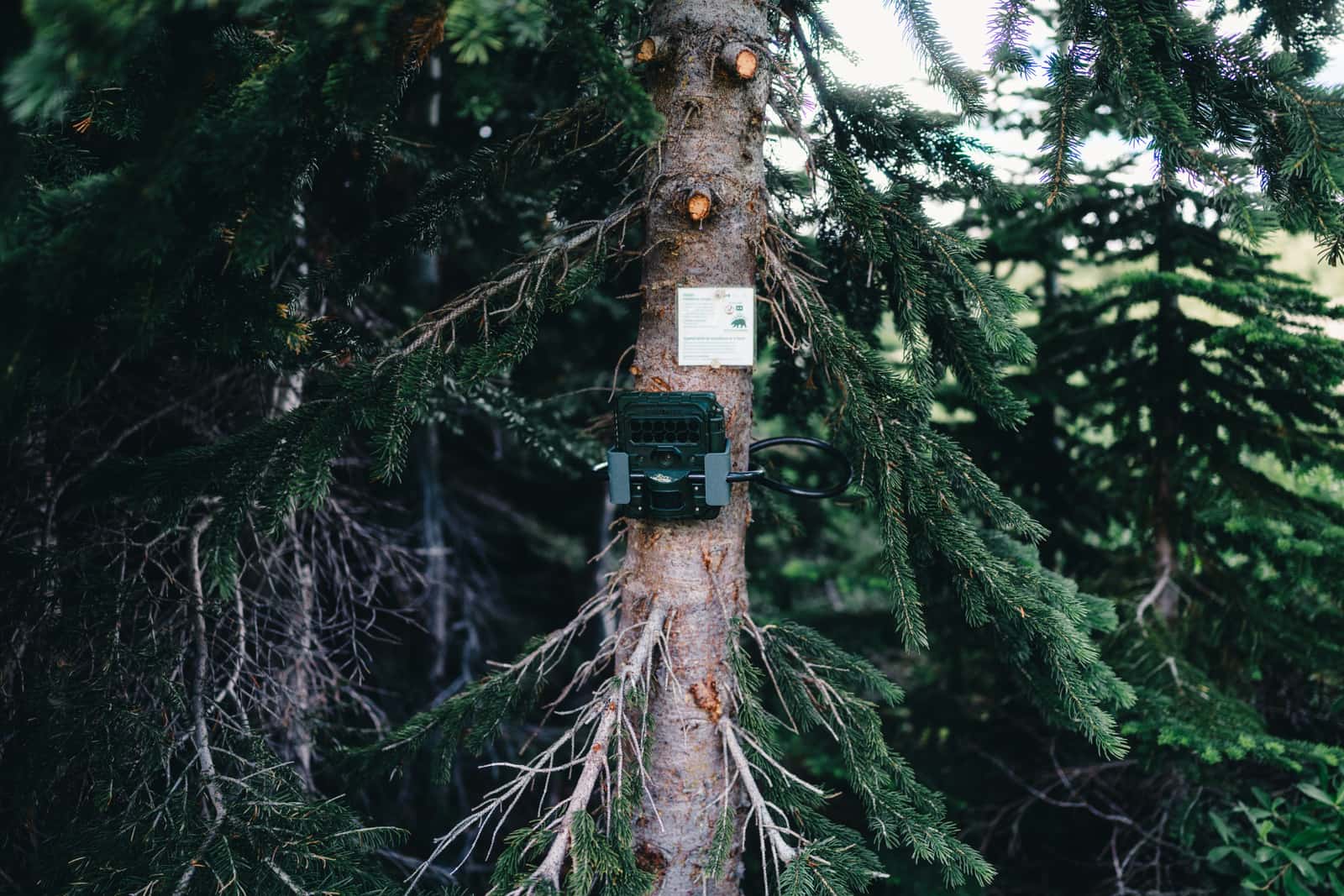 A trail camera strapped to a spruce trunk in a dense conifer forest